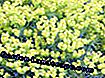 Cypress spurge (Euphorbia cyparissias)