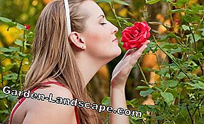 La donna odora un fiore di rosa