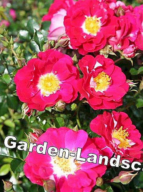 Rose Libertas Rose Libertas