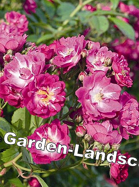Rose Perennial Blue Rose Perennial Blue
