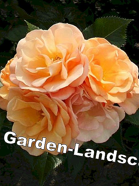 Rose Potoroz Rose Potoroz