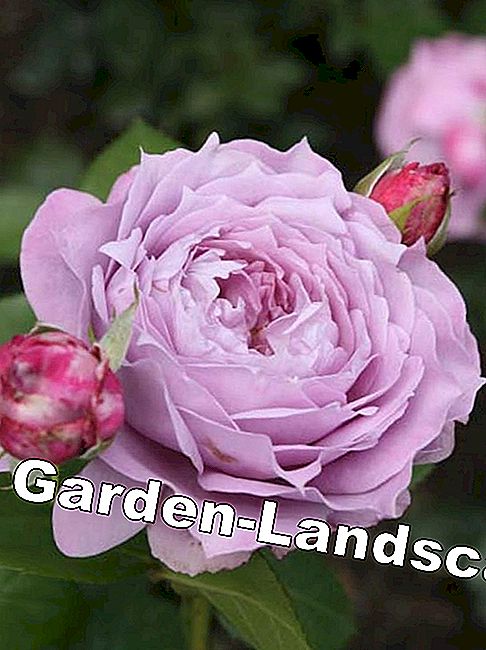Novalis Rose Novalis Rose