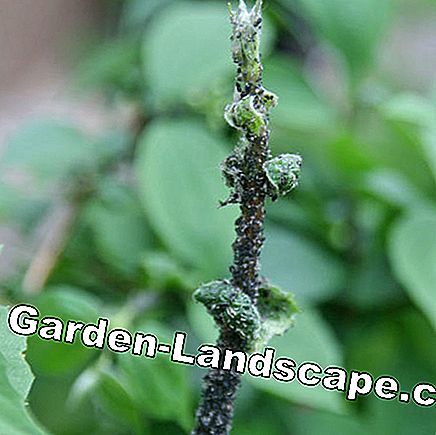 Pratica del giardino: Consigli Di Giardinaggio Per Il ...