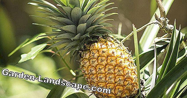 Le piante di ananas si moltiplicano