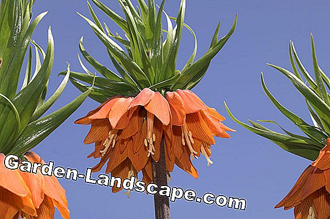 Thời gian trồng cho Fritillaria: trồng