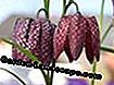Hoa bàn cờ (Fritillaria meleagris)
