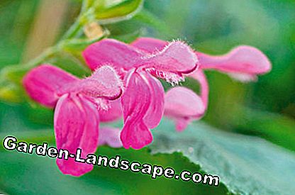 Sauge aux fruits (Salvia dorisiana)