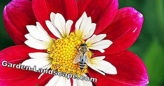 Bee beskyttelse i din egen have