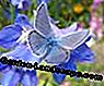 Lezers Photo Gallery: De mooiste vlinders: photo