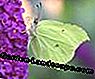Lezers Photo Gallery: De mooiste vlinders: tuin
