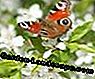 Lezers Photo Gallery: De mooiste vlinders: vlinders