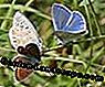 Lezers Photo Gallery: De mooiste vlinders: photo