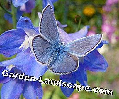 Lezers Photo Gallery: De mooiste vlinders: gallery