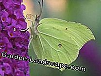 Lezers Photo Gallery: De mooiste vlinders: vlinders