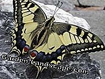 Lezers Photo Gallery: De mooiste vlinders: mooiste