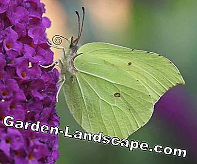 Lezers Photo Gallery: De mooiste vlinders: gallery