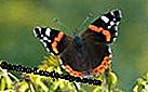 Lezers Photo Gallery: De mooiste vlinders: tuin