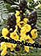 Zemesriekstu sviests Cassia (Cassia didymobotrya)