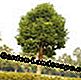 Kampara koka kanēlis