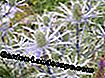 Alpu vīriešu pakaiši (Eryngium alpinum)