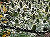 Ziloņkaula dadzis (Eryngium giganteum)