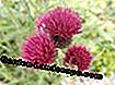 Purpura dadzis (Cirsium rivulare)