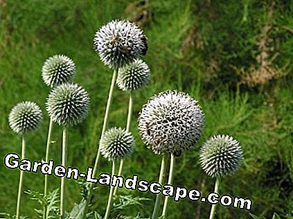 Dziedzeru dadzis (Echinops sphaerocephalus)