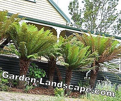 Tree Fern: En relik från förhistoriska tider: tider