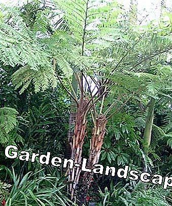 Tree Fern: En relik från förhistoriska tider: från