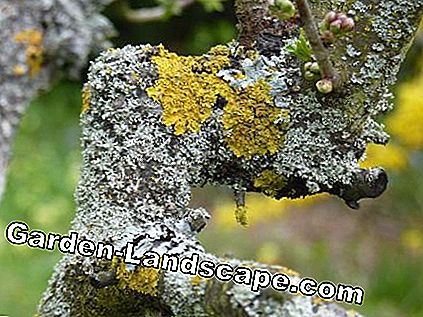 Lichen di pohon ceri