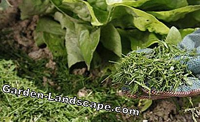 Mulch groentetuin met gemaaid gras
