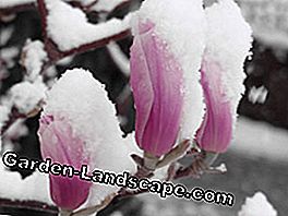 Las magnolias necesitan protección en invierno
