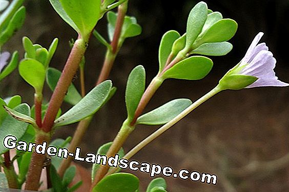 Brahmi tanaman, Bacopa monnieri, daun lemak kecil - Perawatan A-Z: monnieri