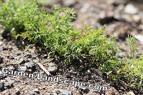 Eneldo - hierba de pepino - Aanethum graveolens