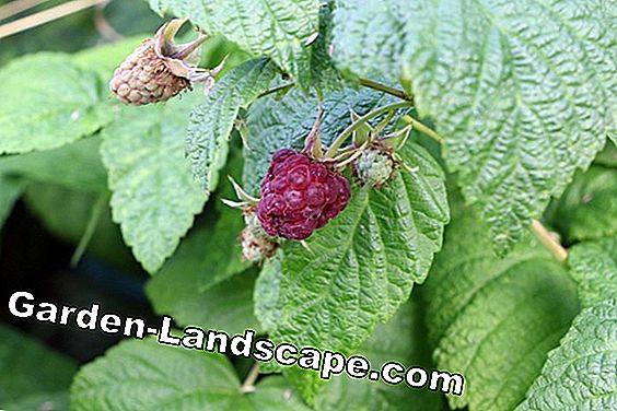 Maline - Rubus idaeus