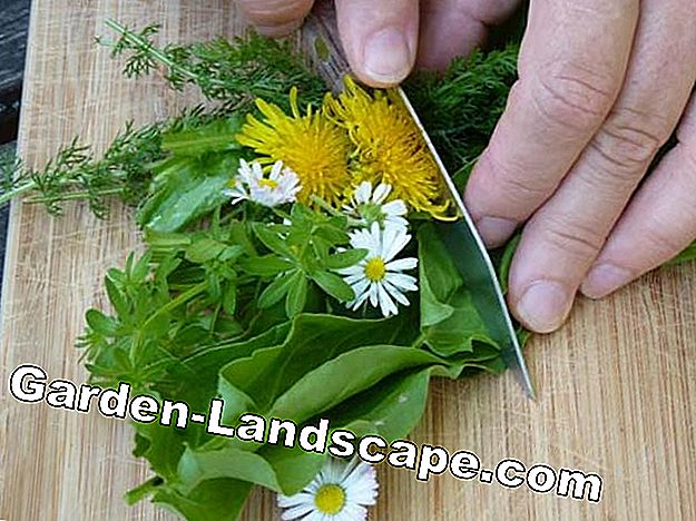 Cutting wild herbs