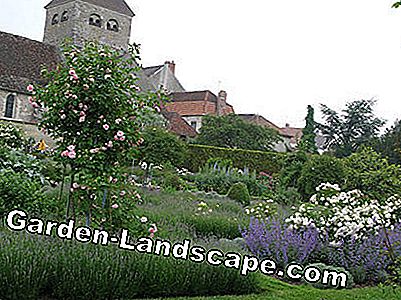 Francija zied: dārzs