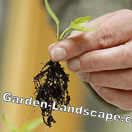 paprika Seedling