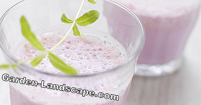 Raspberry smoothie dengan lemon verbena