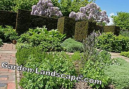 Vườn thảo mộc Sissinghurst
