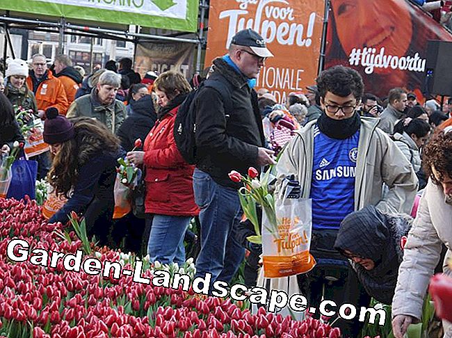 Sezona tulipana je otvorena: sezone