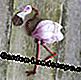 Foliate: Flamingo