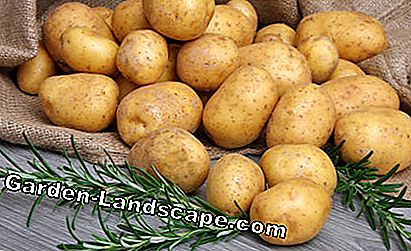 Rosemary dan kentang