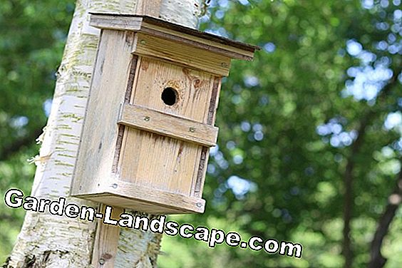 Blå tit - profil, livsstil och nesting box tips: tuttar