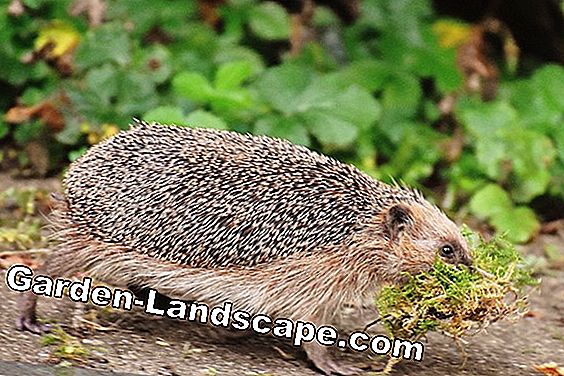 Hedgehog nesting