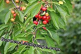 Orchard Farm - Arbre fruitier: arbres fruitiers