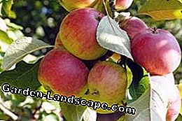 Orchard Farm - Arbre fruitier: fruitier