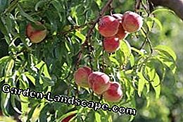 Orchard Farm - Arbre fruitier: arbres