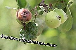 Orchard Farm - Arbre fruitier: orchard