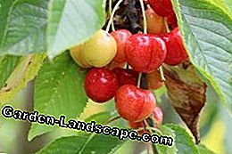 Orchard Farm - Arbre fruitier: arbre